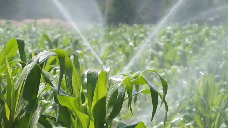 Reúso de água na agricultura: entenda como o setor agrícola e sustentabilidade podem caminhar juntas!